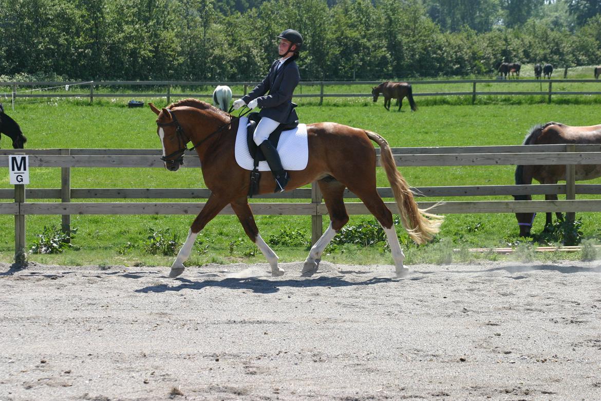 Frederiksborg Rasmus billede 6