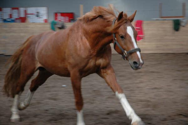 Frederiksborg Rasmus billede 12