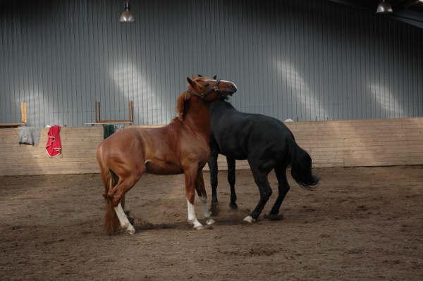 Frederiksborg Rasmus billede 11