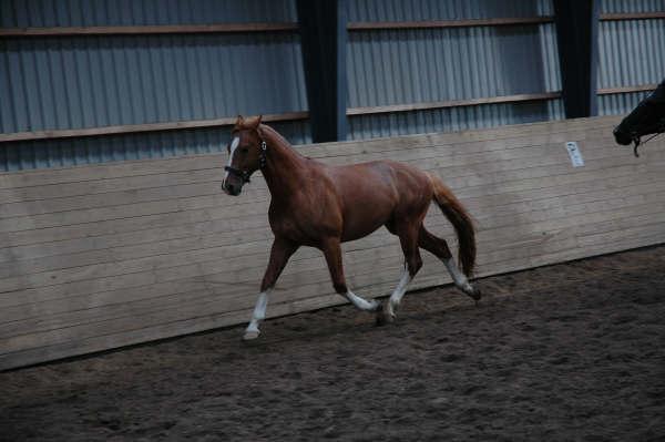 Frederiksborg Rasmus billede 13