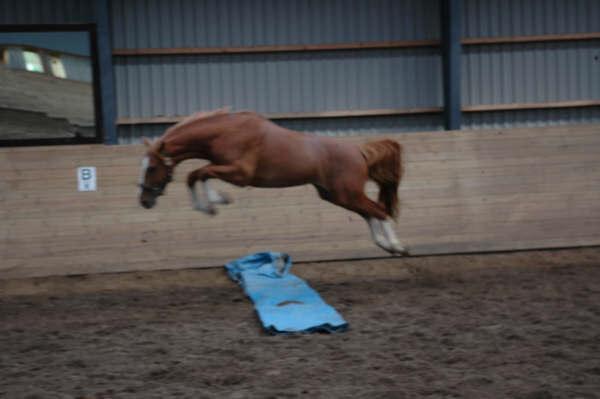 Frederiksborg Rasmus billede 14