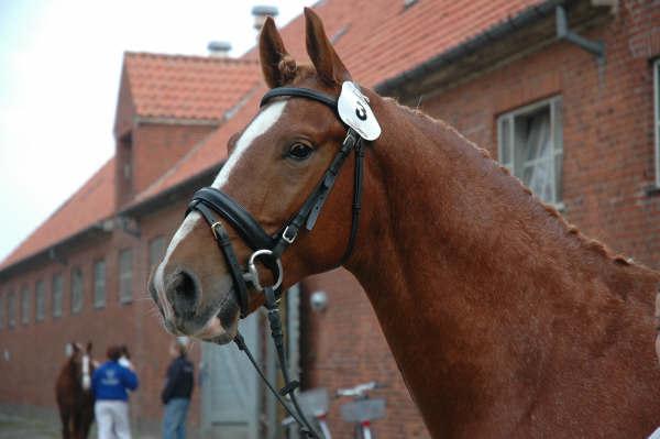 Frederiksborg Rasmus billede 15