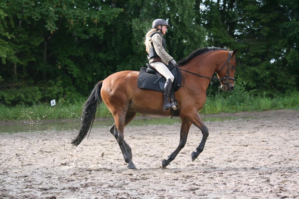 Dansk Varmblod Chico "Calle" billede 2