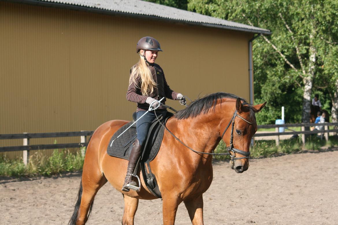 Dansk Varmblod Chico "Calle" billede 4