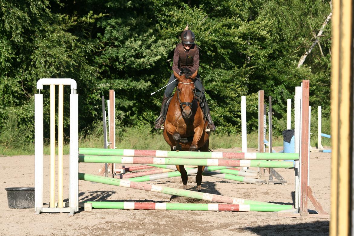 Dansk Varmblod Chico "Calle" billede 5