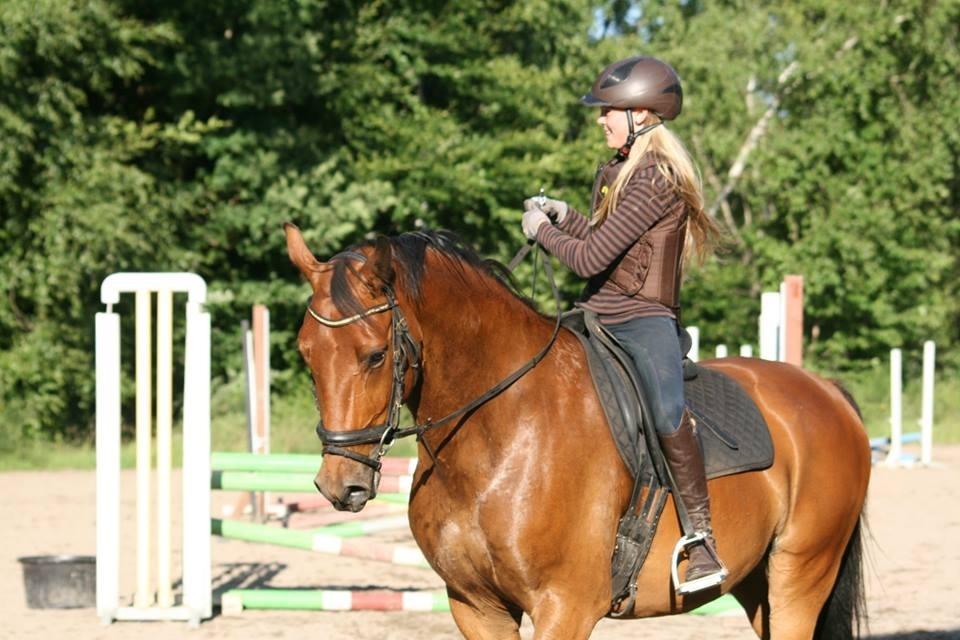 Dansk Varmblod Chico "Calle" billede 6