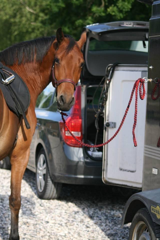 Dansk Varmblod Chico "Calle" billede 7