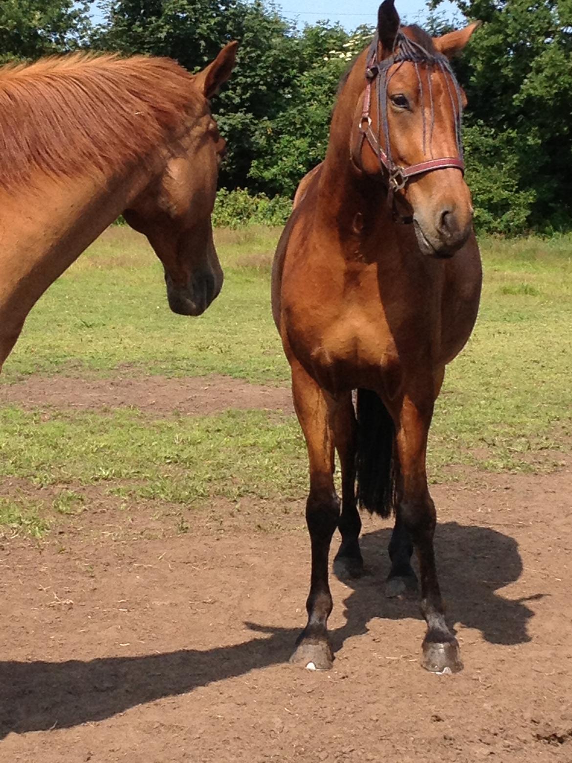 Dansk Varmblod Chico "Calle" billede 8