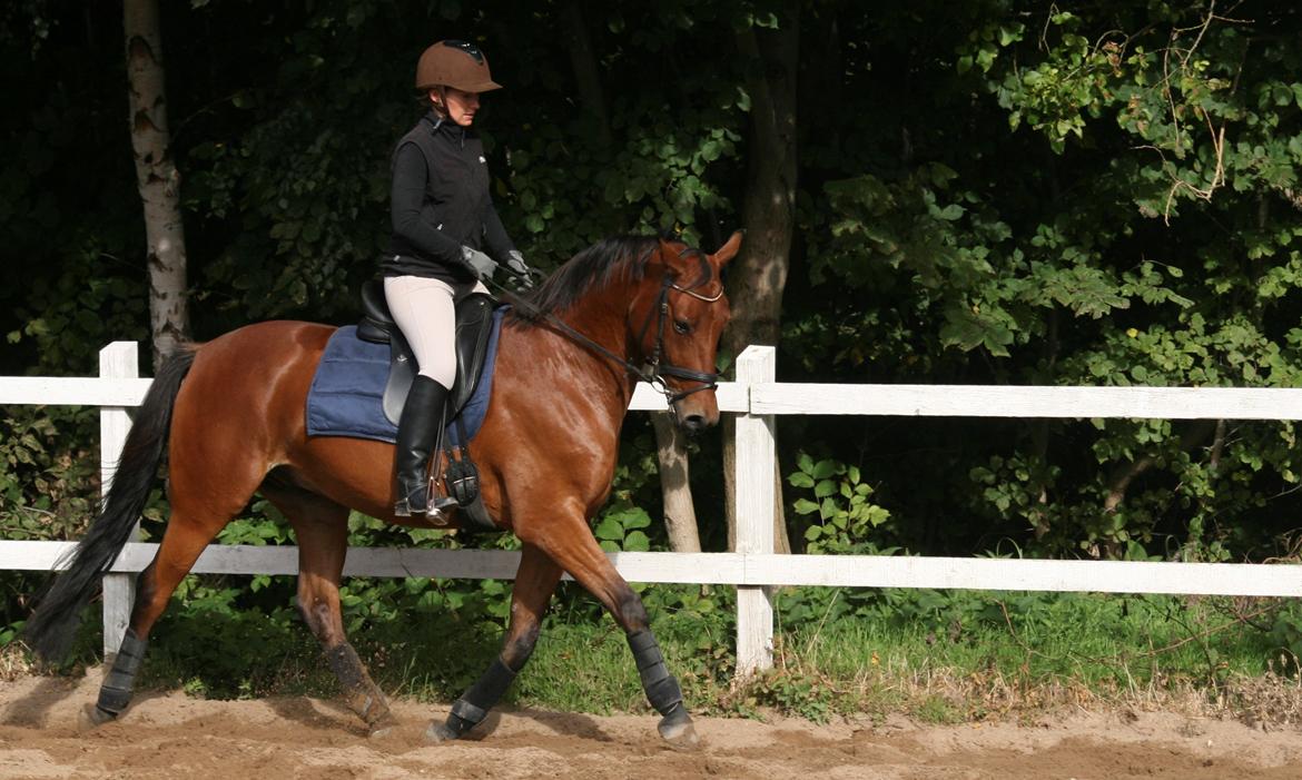 Dansk Varmblod Chico "Calle" billede 9