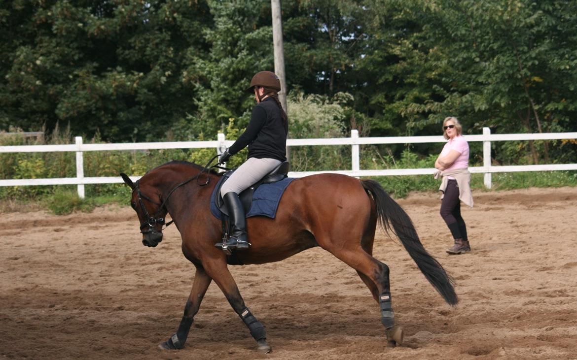 Dansk Varmblod Chico "Calle" billede 10