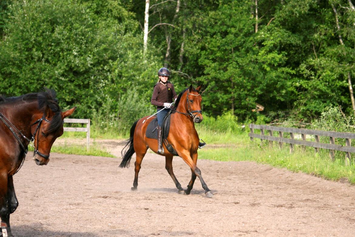 Dansk Varmblod Chico "Calle" billede 3