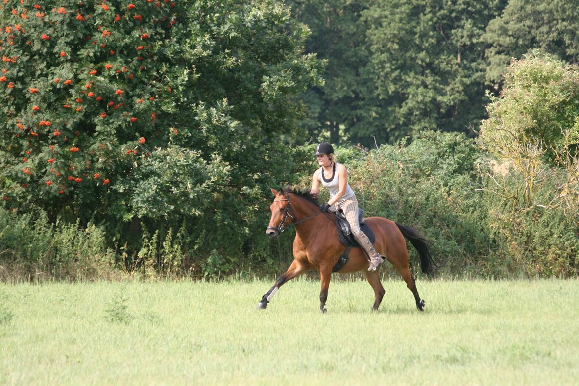 Dansk Varmblod Chico "Calle" billede 11