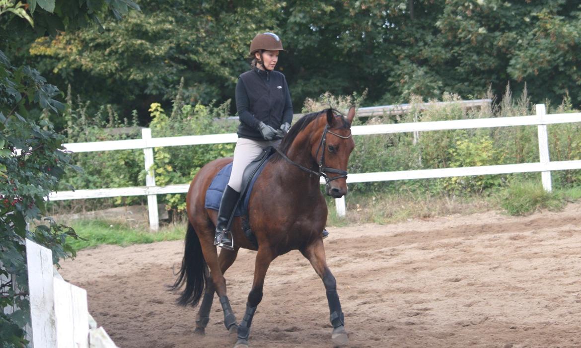 Dansk Varmblod Chico "Calle" billede 1