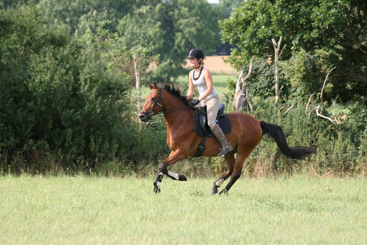 Dansk Varmblod Chico "Calle" billede 12