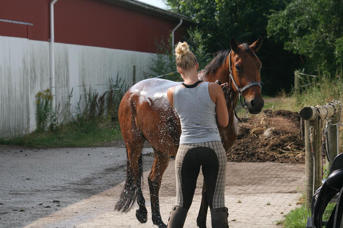 Dansk Varmblod Chico "Calle" billede 14