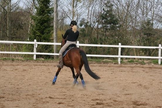 Dansk Varmblod Chico "Calle" billede 15