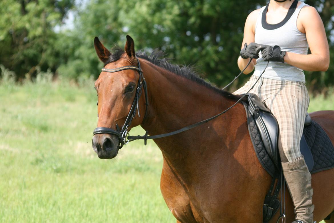 Dansk Varmblod Chico "Calle" billede 13