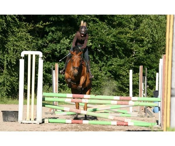 Dansk Varmblod Chico "Calle" billede 16