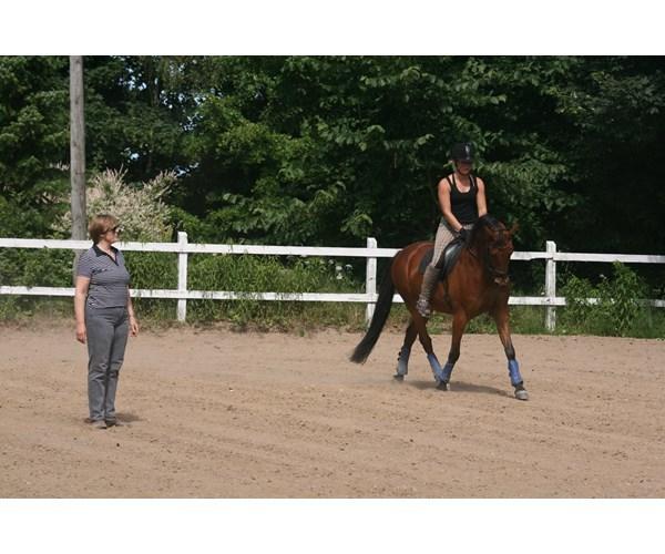 Dansk Varmblod Chico "Calle" billede 17