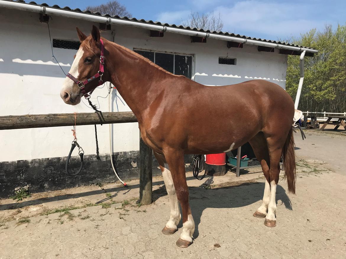 Frederiksborg Penelopeia Krogvænget billede 1