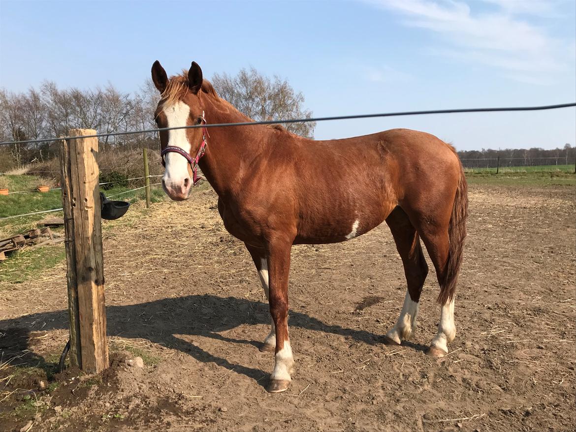 Frederiksborg Penelopeia Krogvænget billede 9