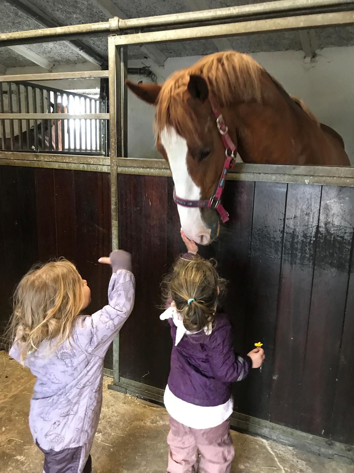 Frederiksborg Penelopeia Krogvænget billede 5