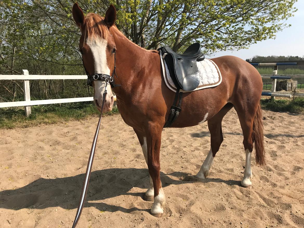 Frederiksborg Penelopeia Krogvænget billede 7