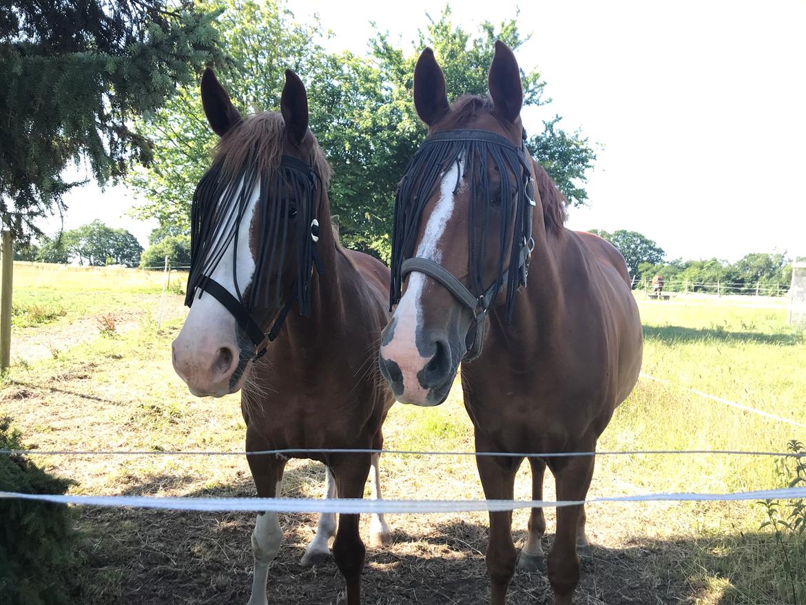 Frederiksborg Penelopeia Krogvænget billede 8