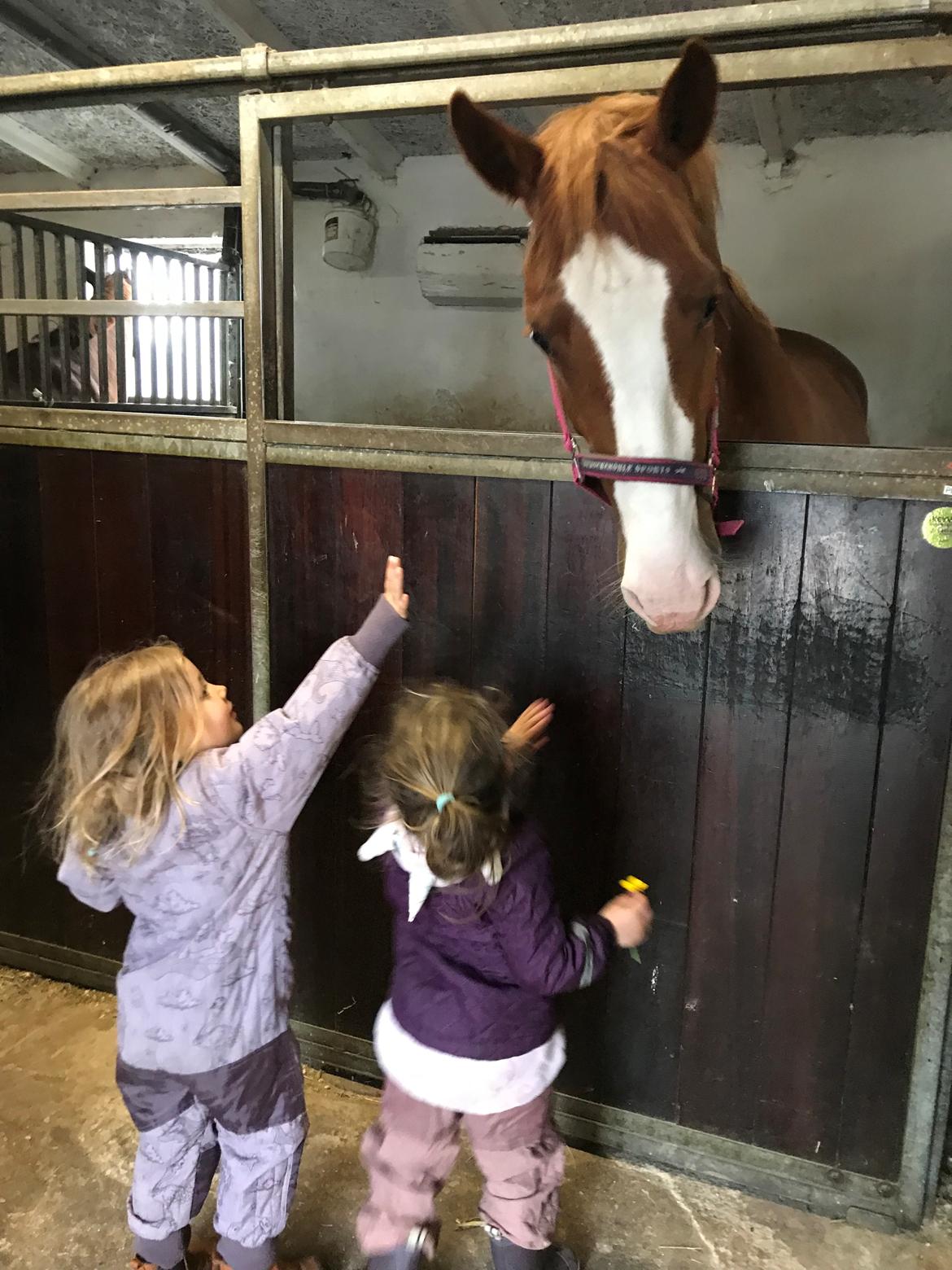 Frederiksborg Penelopeia Krogvænget billede 6