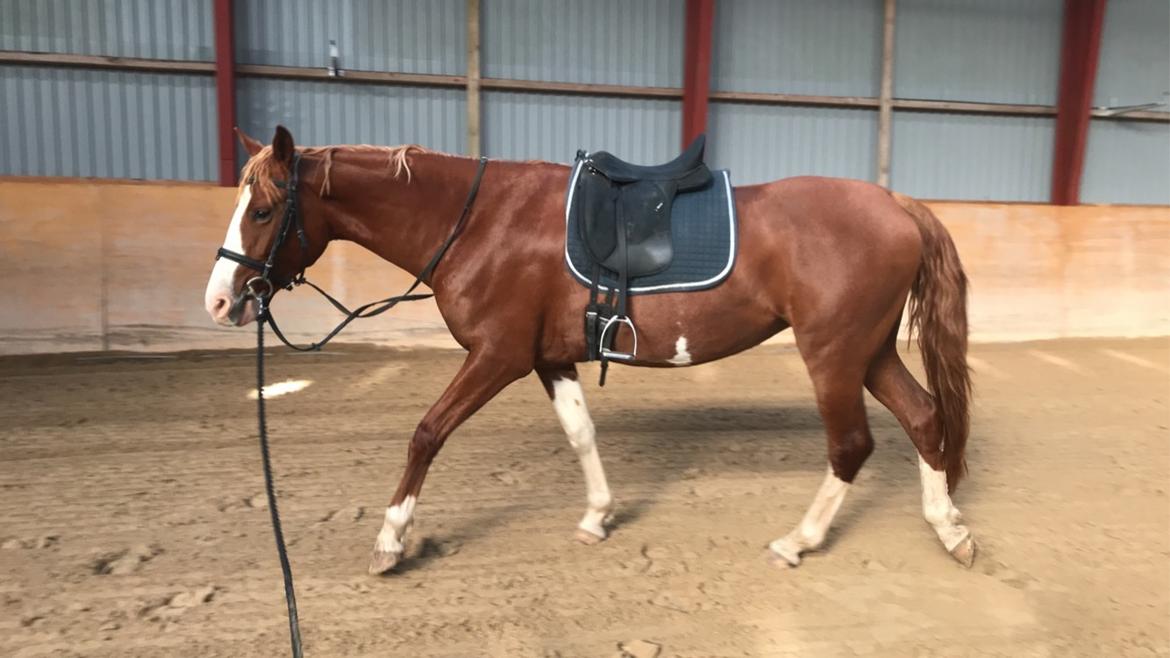 Frederiksborg Penelopeia Krogvænget billede 13