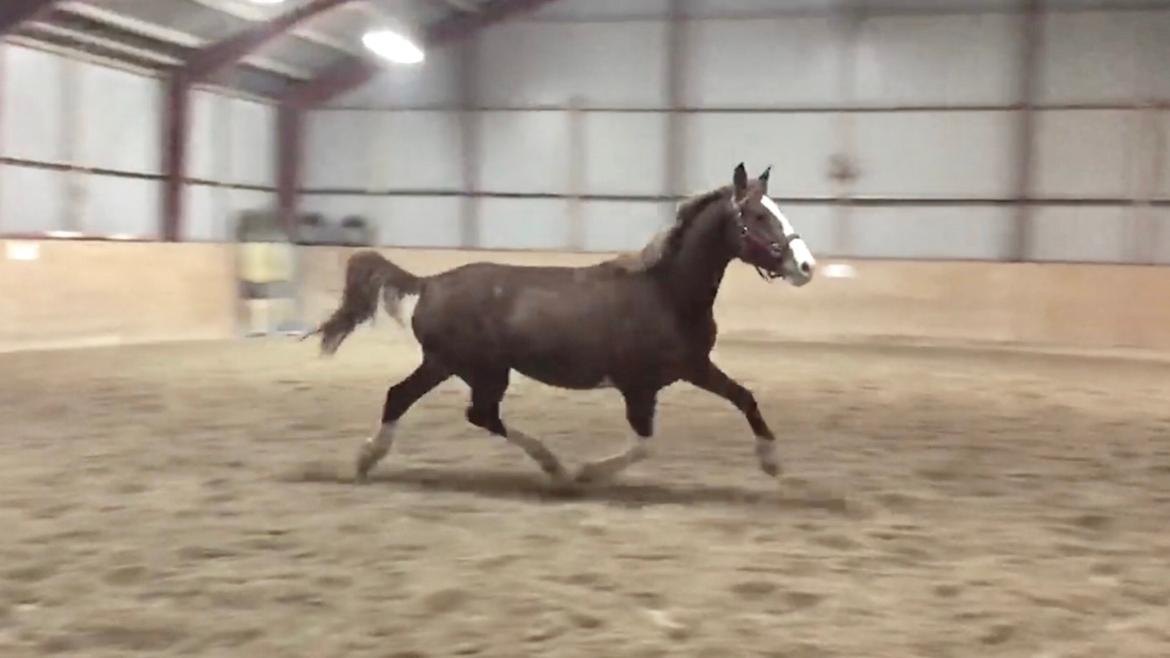 Frederiksborg Penelopeia Krogvænget billede 10