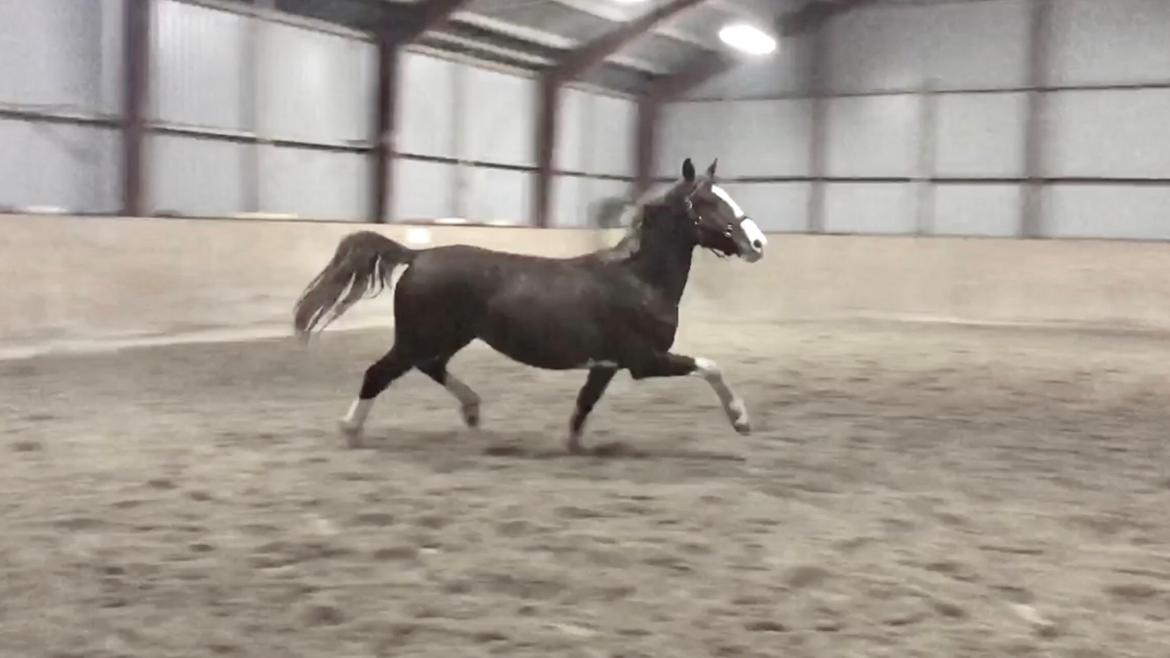 Frederiksborg Penelopeia Krogvænget billede 11