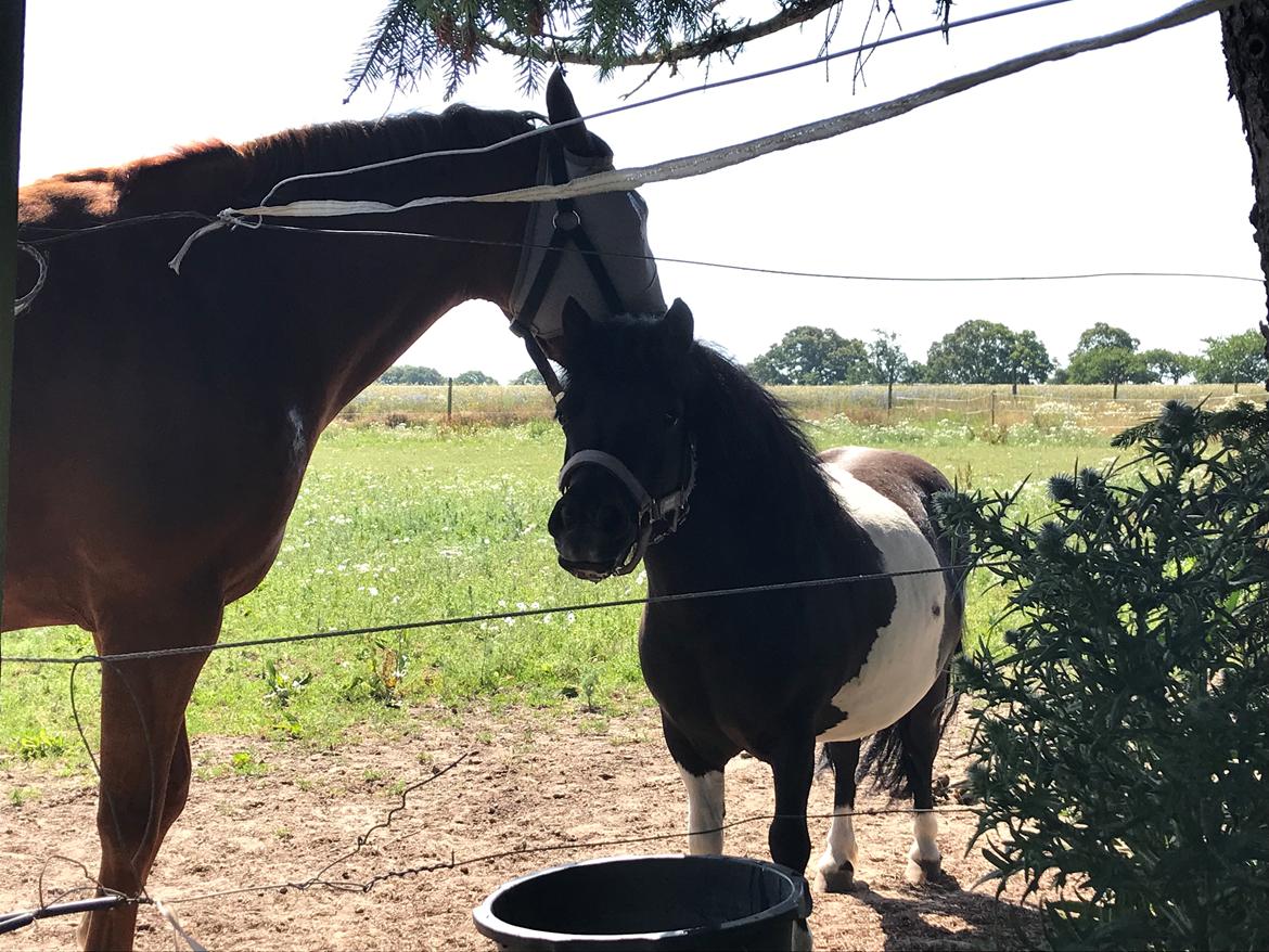 Shetlænder Tanja billede 2
