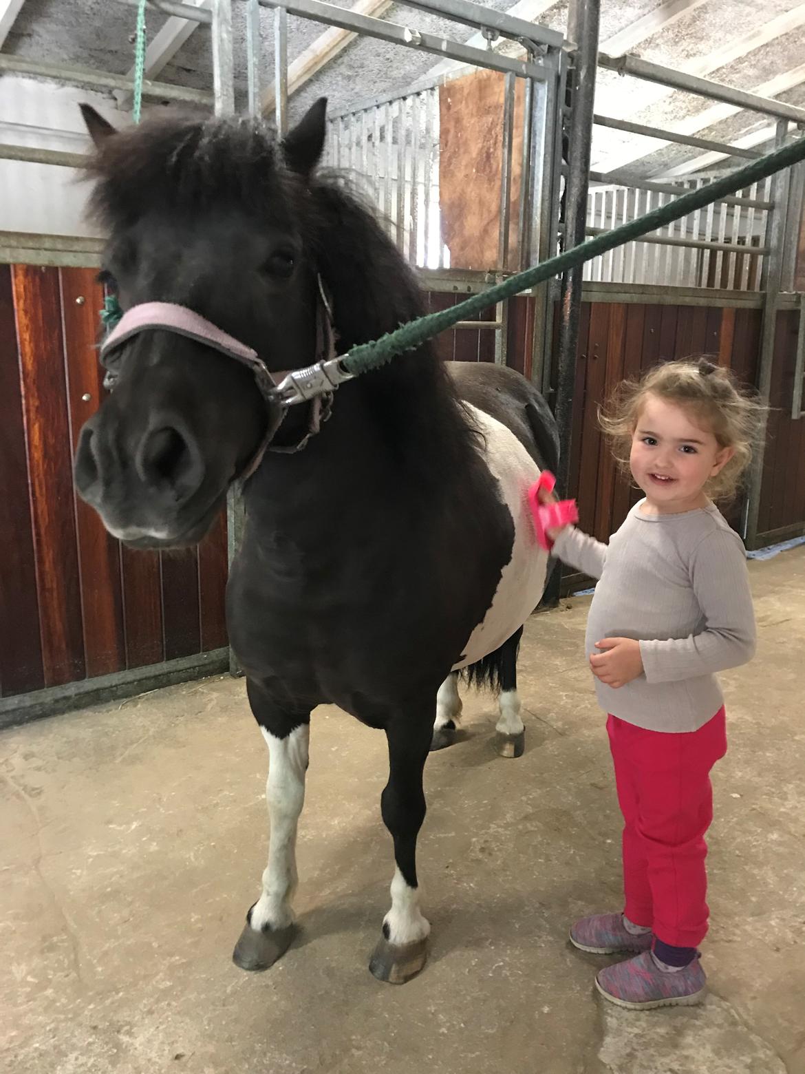 Shetlænder Tanja billede 1