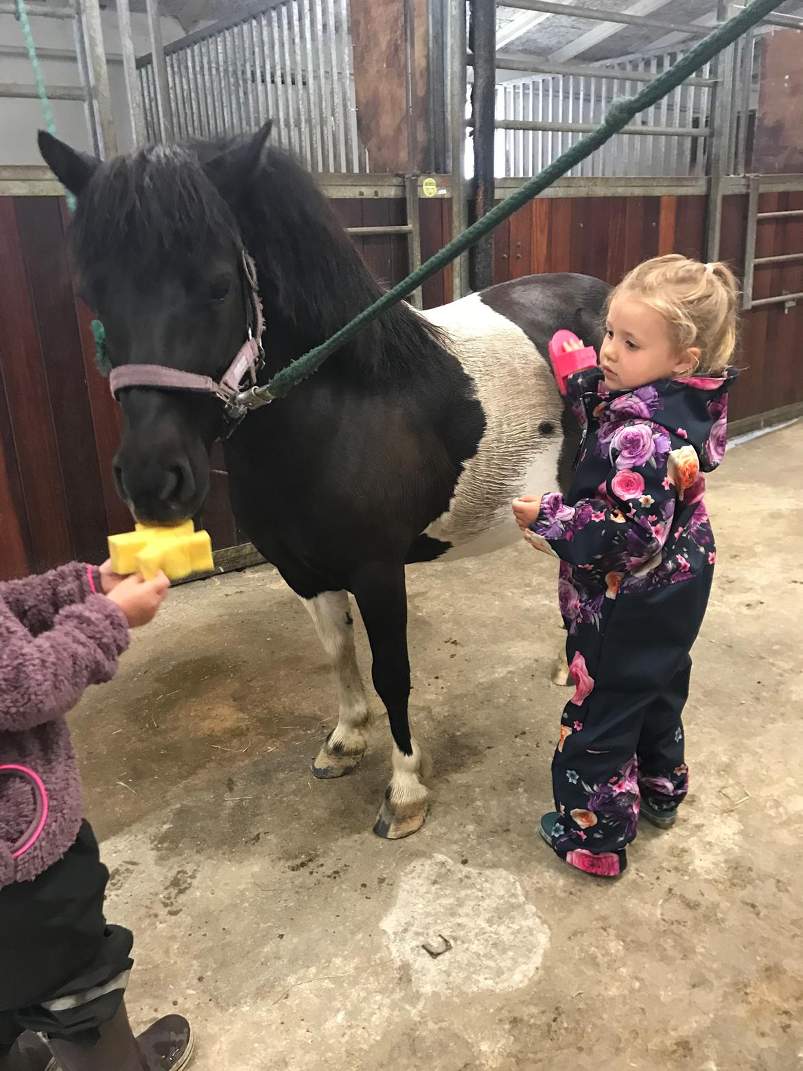 Shetlænder Tanja billede 4