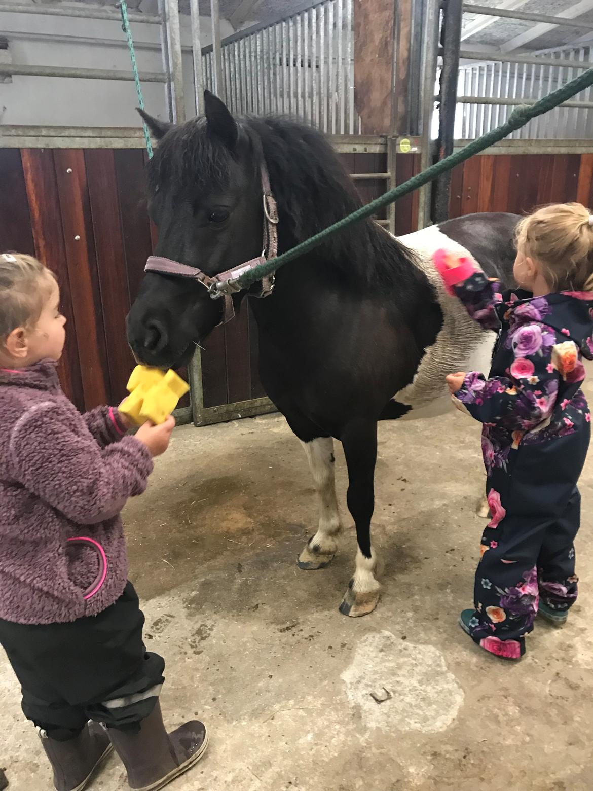 Shetlænder Tanja billede 5