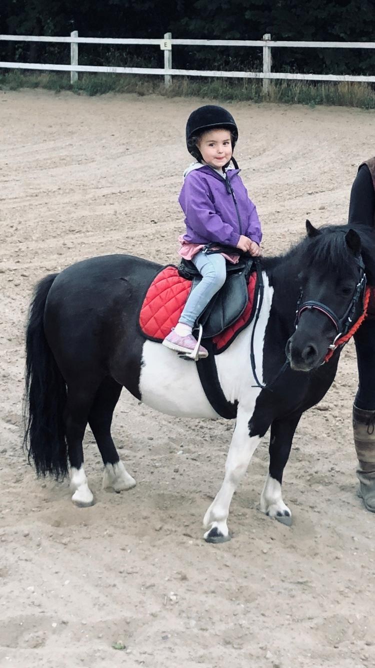 Shetlænder Tanja billede 6