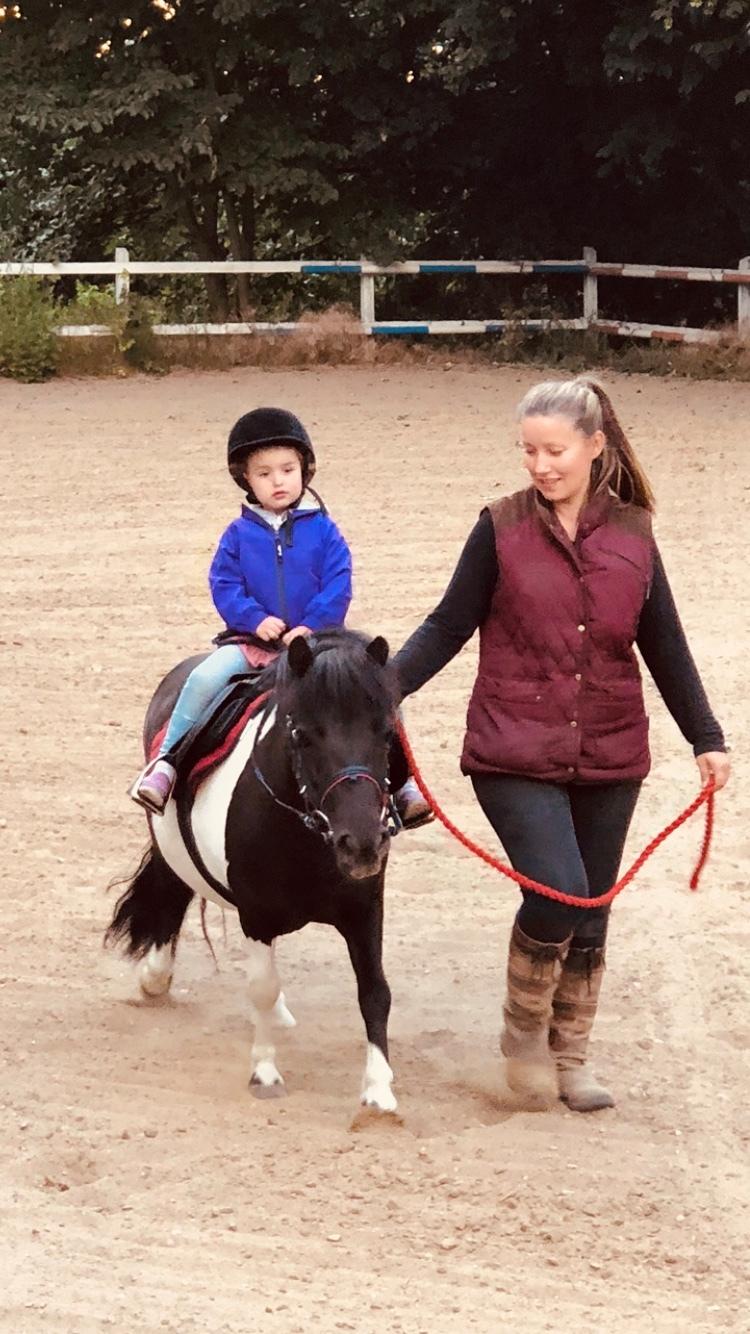 Shetlænder Tanja billede 7