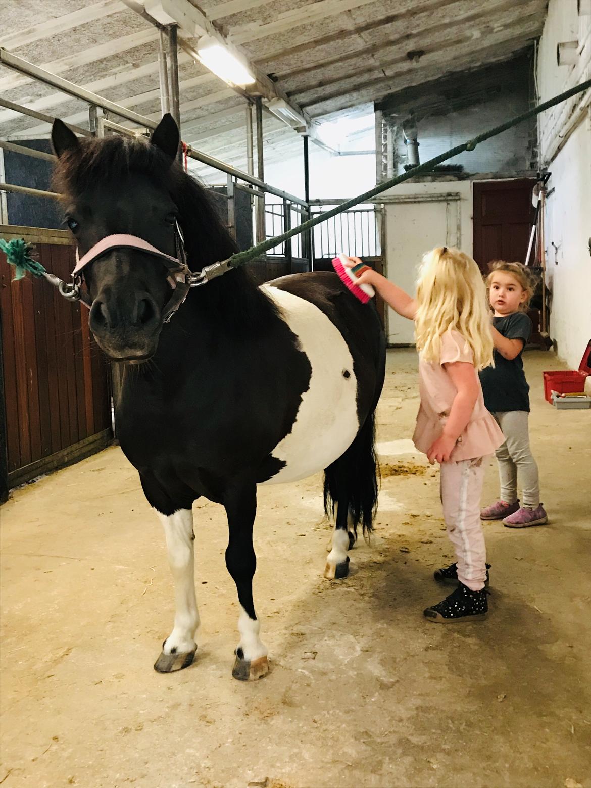 Shetlænder Tanja billede 8