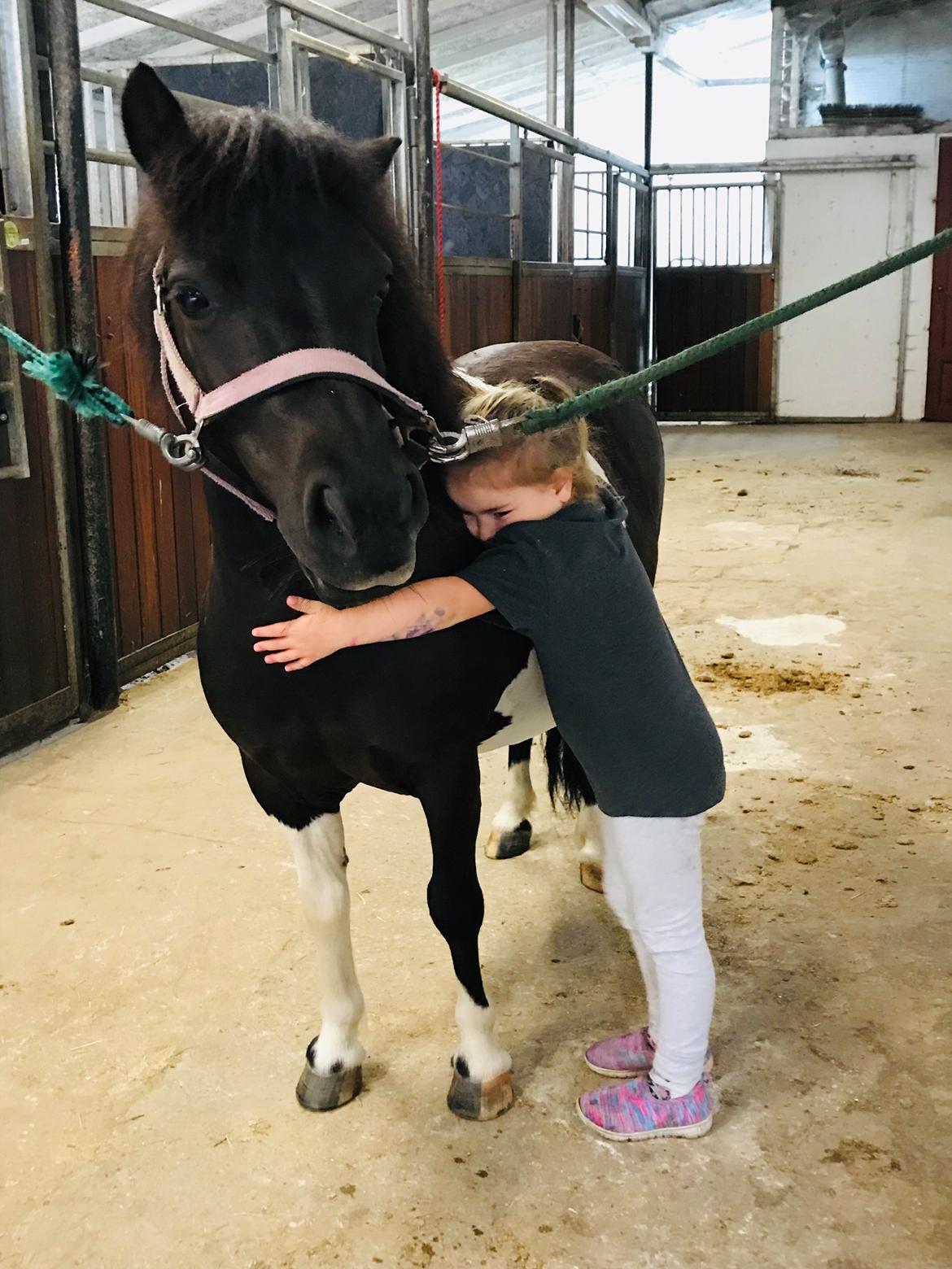 Shetlænder Tanja billede 9