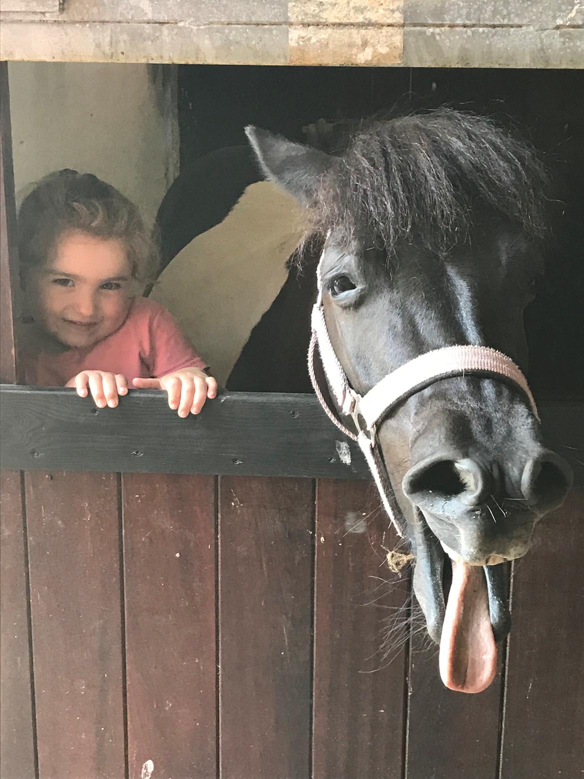 Shetlænder Tanja billede 10