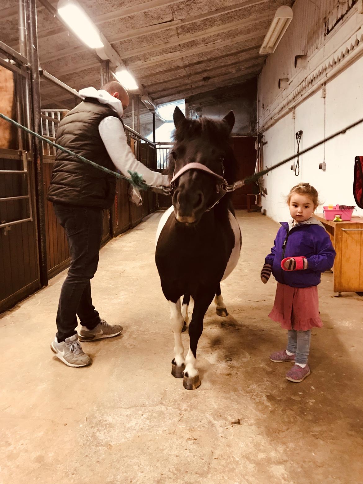 Shetlænder Tanja billede 3