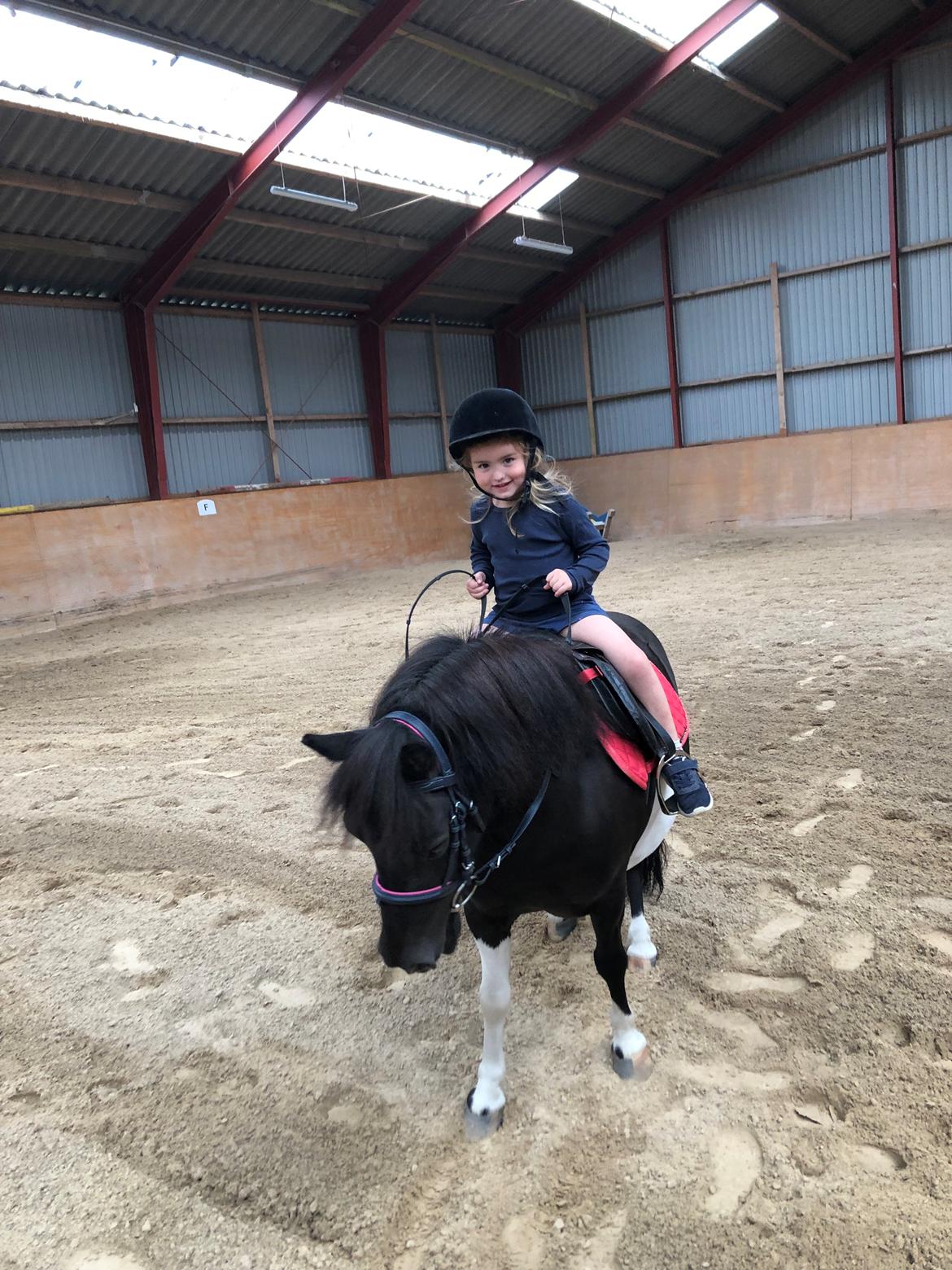 Shetlænder Tanja billede 12