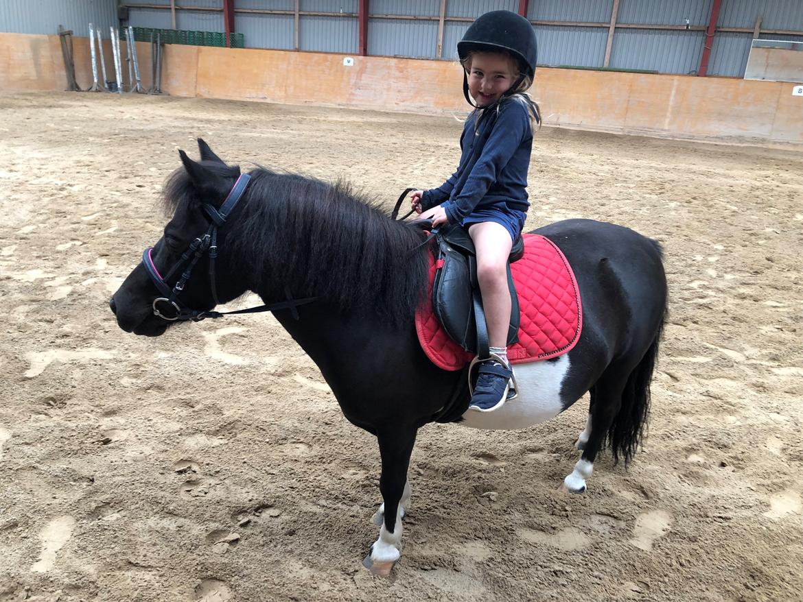 Shetlænder Tanja billede 13