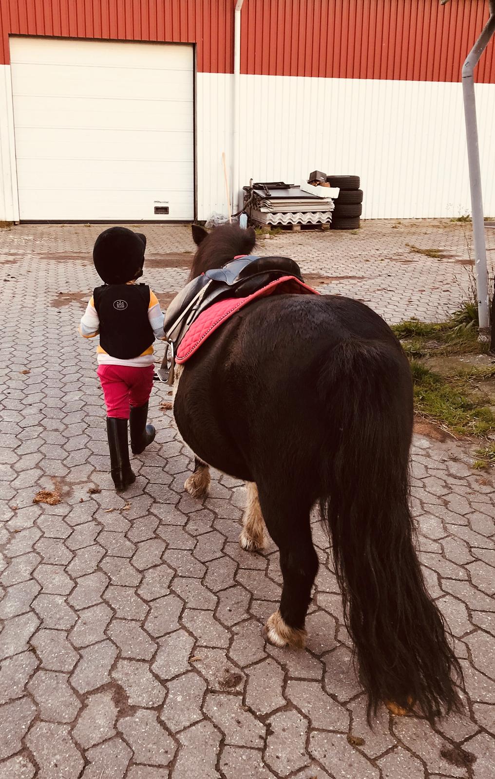 Shetlænder Tanja billede 14