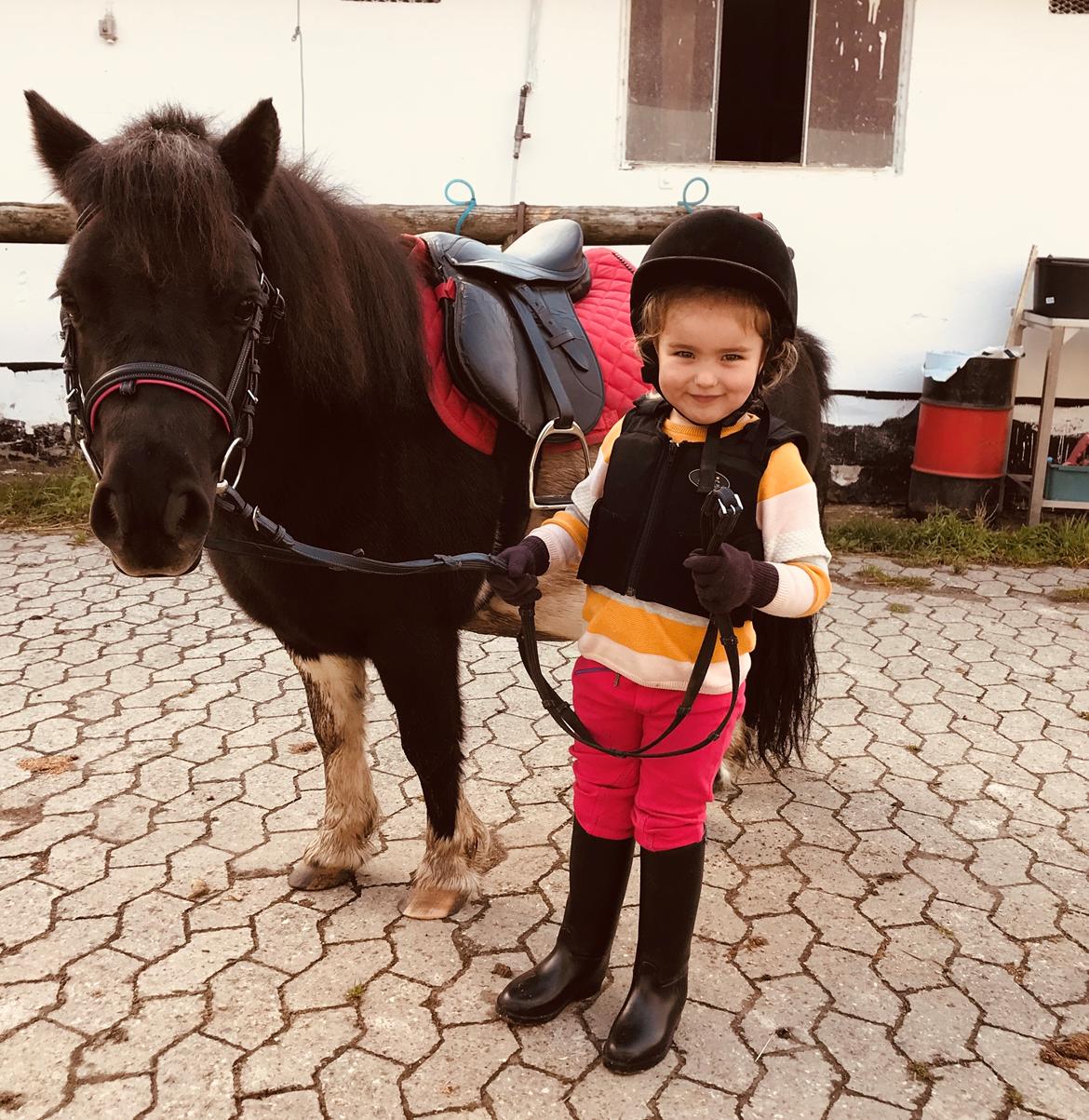 Shetlænder Tanja billede 15