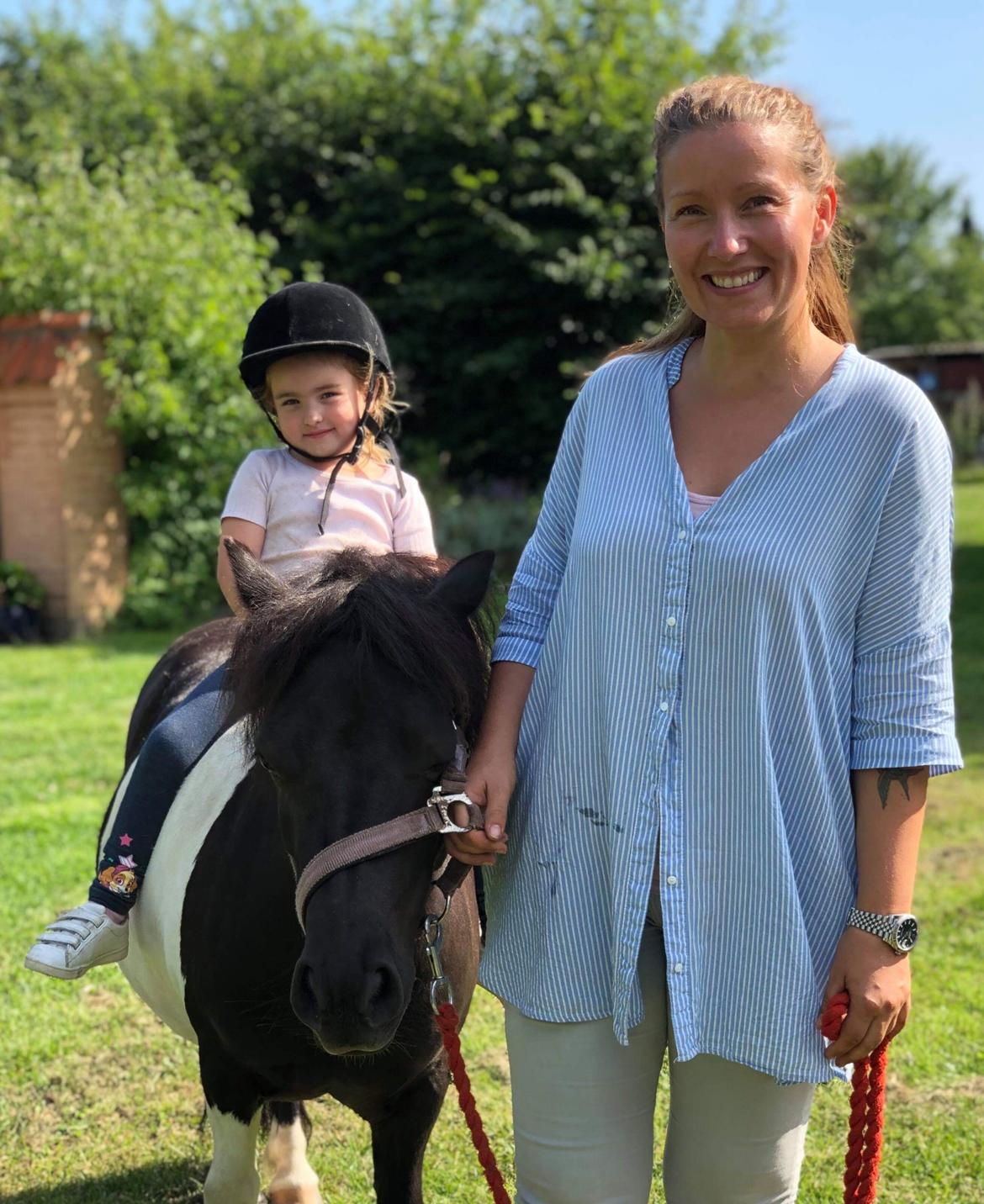 Shetlænder Tanja billede 11