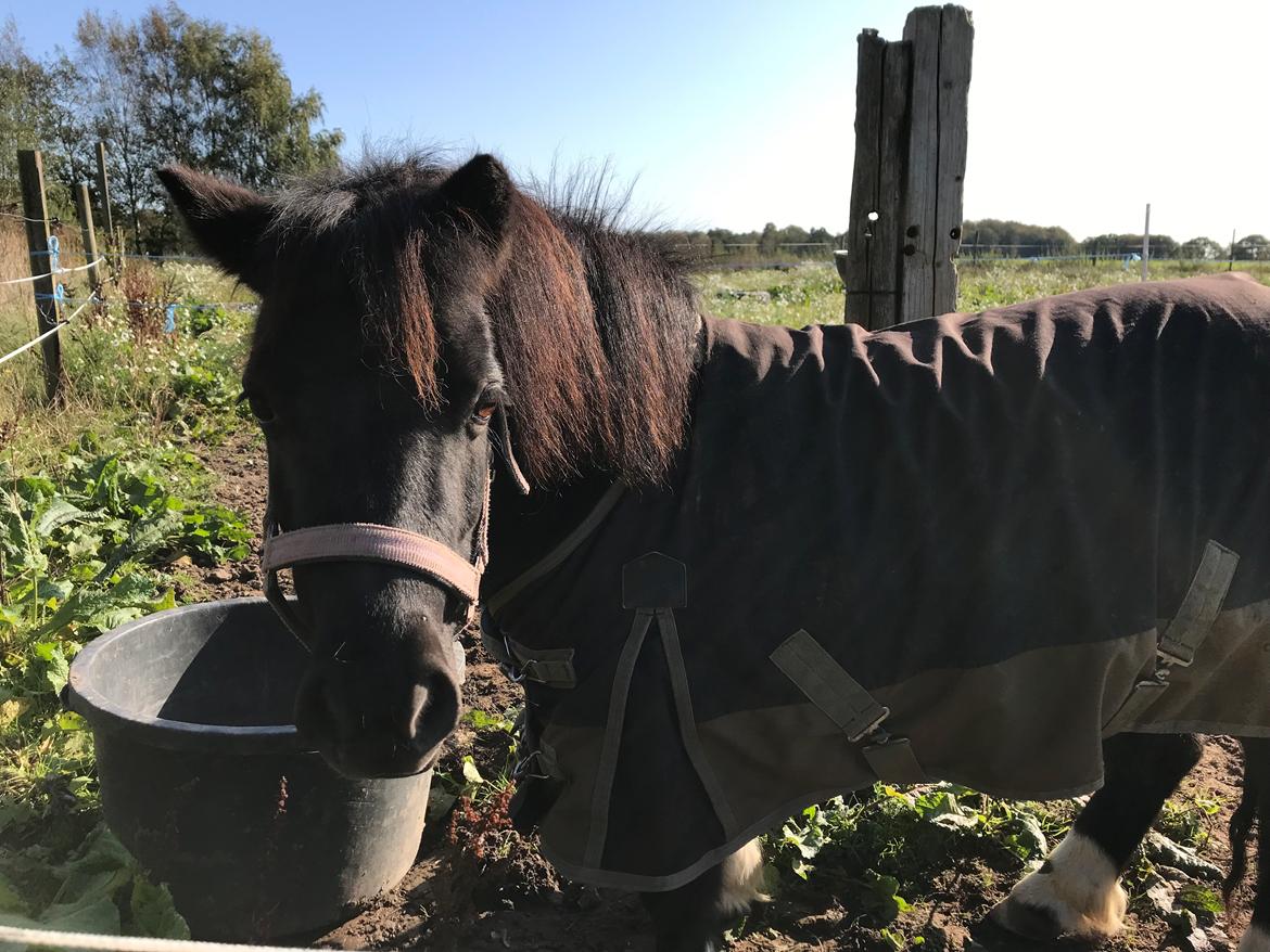 Shetlænder Tanja billede 16
