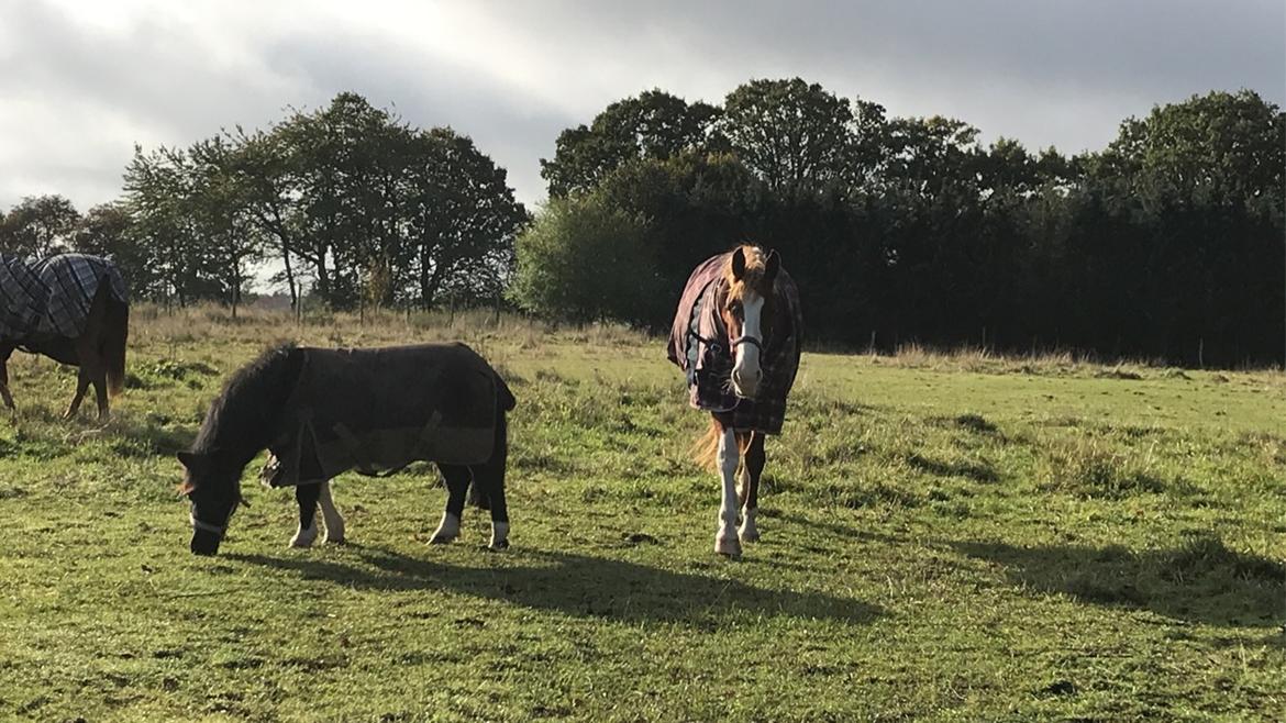 Shetlænder Tanja billede 17