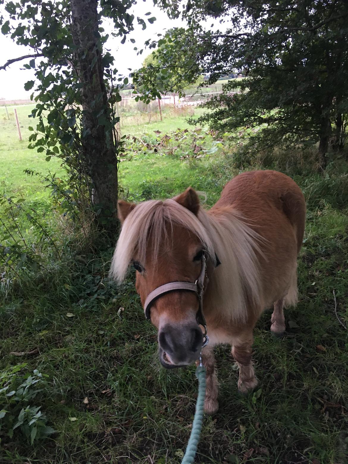 Shetlænder Annabella billede 1